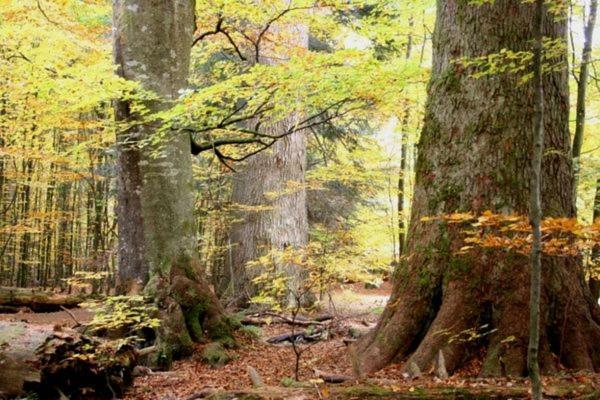 Das Alte Forsthaus Spiegelhuette Lindberg ภายนอก รูปภาพ